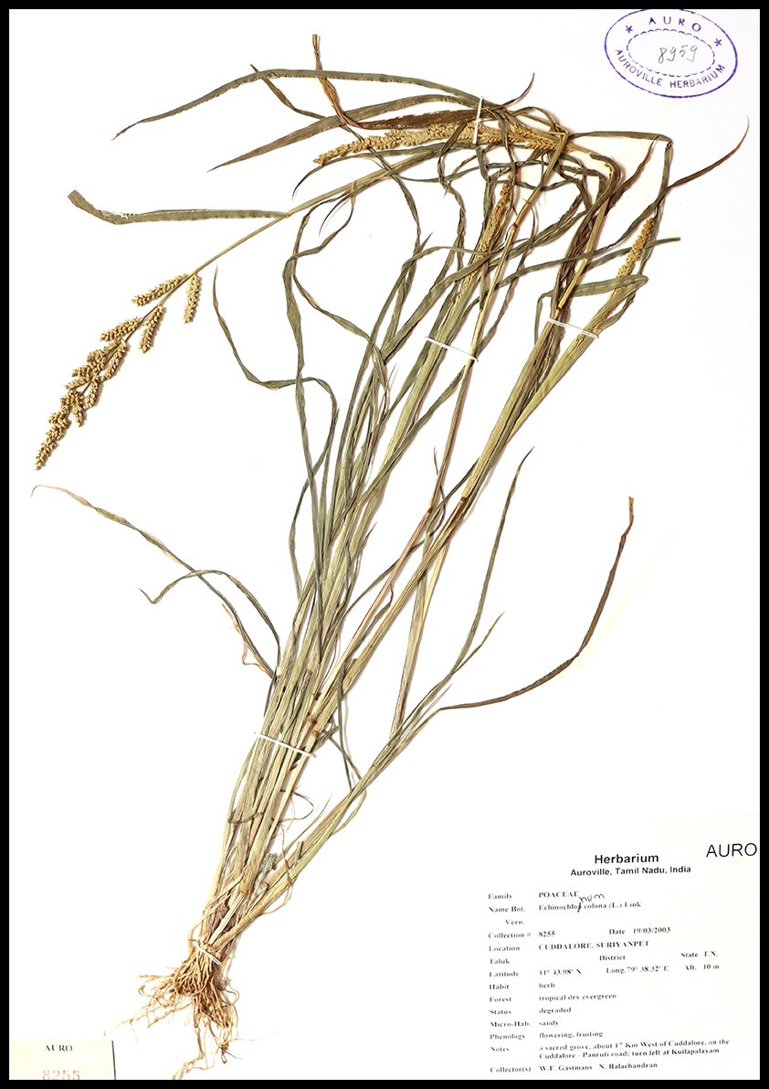 Dry herbarium images